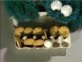 Vintage Sesame Street Episode 0065 1970