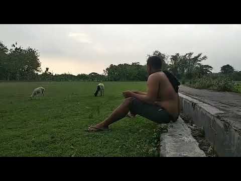 Kisah keseharian buruh ternak kambing..