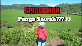 preview picture of video 'Spiderman Punya Sawah di Ruteng?! ( Spider Web Rice Field Cancar Kabupaten Manggarai)'
