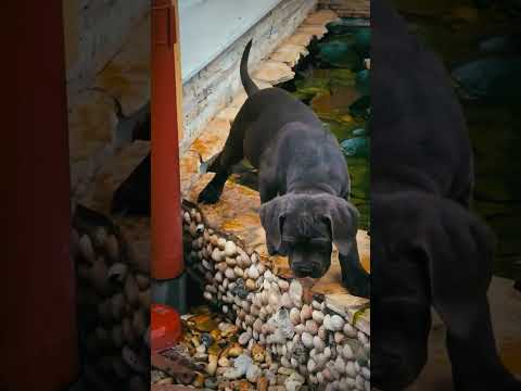 Italian Mastiff puppy for sale