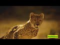 Cheetah Chase Compilation Cheetahchasecompilation