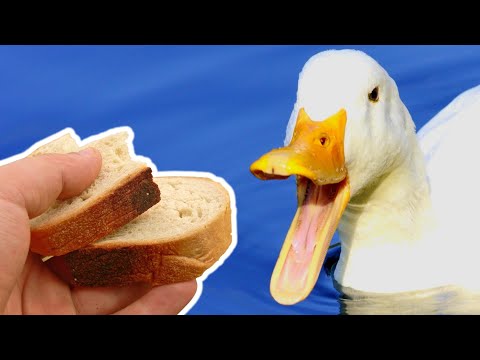 YouTube video about Why You Shouldn't Feed Birds: A Cautionary Tale