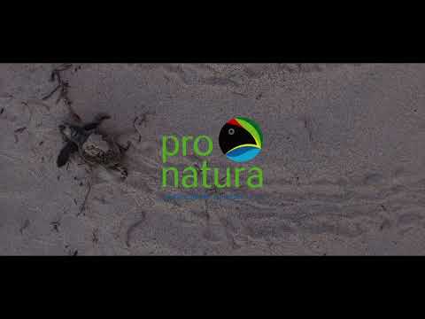 Help save 500,000 sea turtle hatchlings in Yucatan