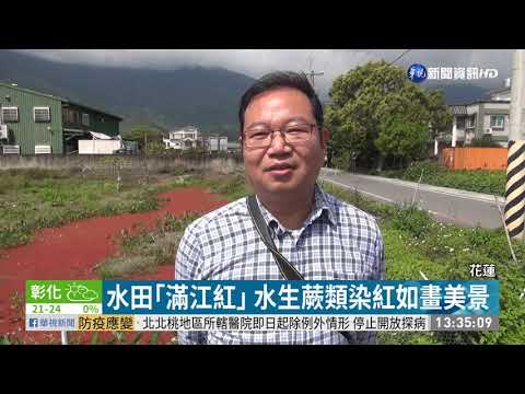 水田「滿江紅」水生蕨類染紅如畫美景