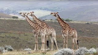 Safari in Gondwana Game Reserve, South Africa