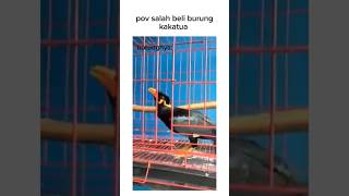 Download lagu paket paket punten #shortvideo #meme #burung mp3