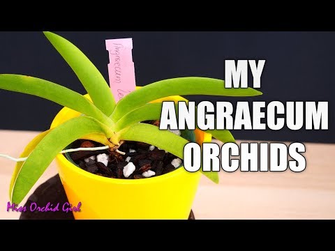 Angraecum Orchids collection - From the small to the huge!