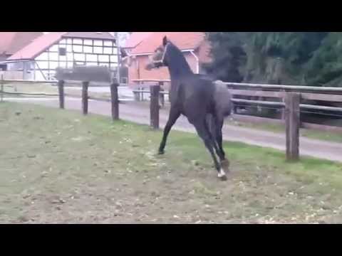 Wallach v. Contendros - C-Trenton Z - Cantus, 3jährig