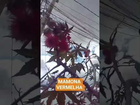 MAMONA  VERMELHA #mamonavermelha#varzeanova#bahia