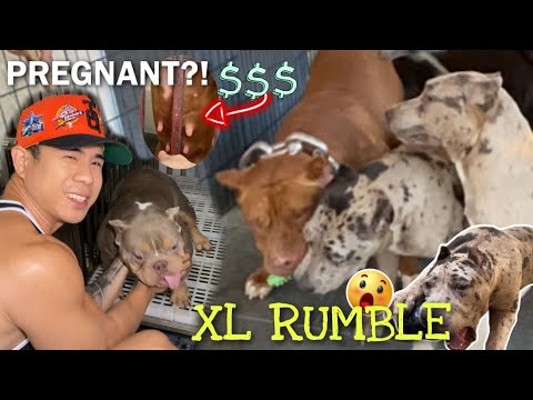 DOLLAR AT MISShU NABUNTIS BA?! PREGNANCY UPDATE • XL AMERICAN BULLIES ROYAL RUMBLE • Sam Walastik