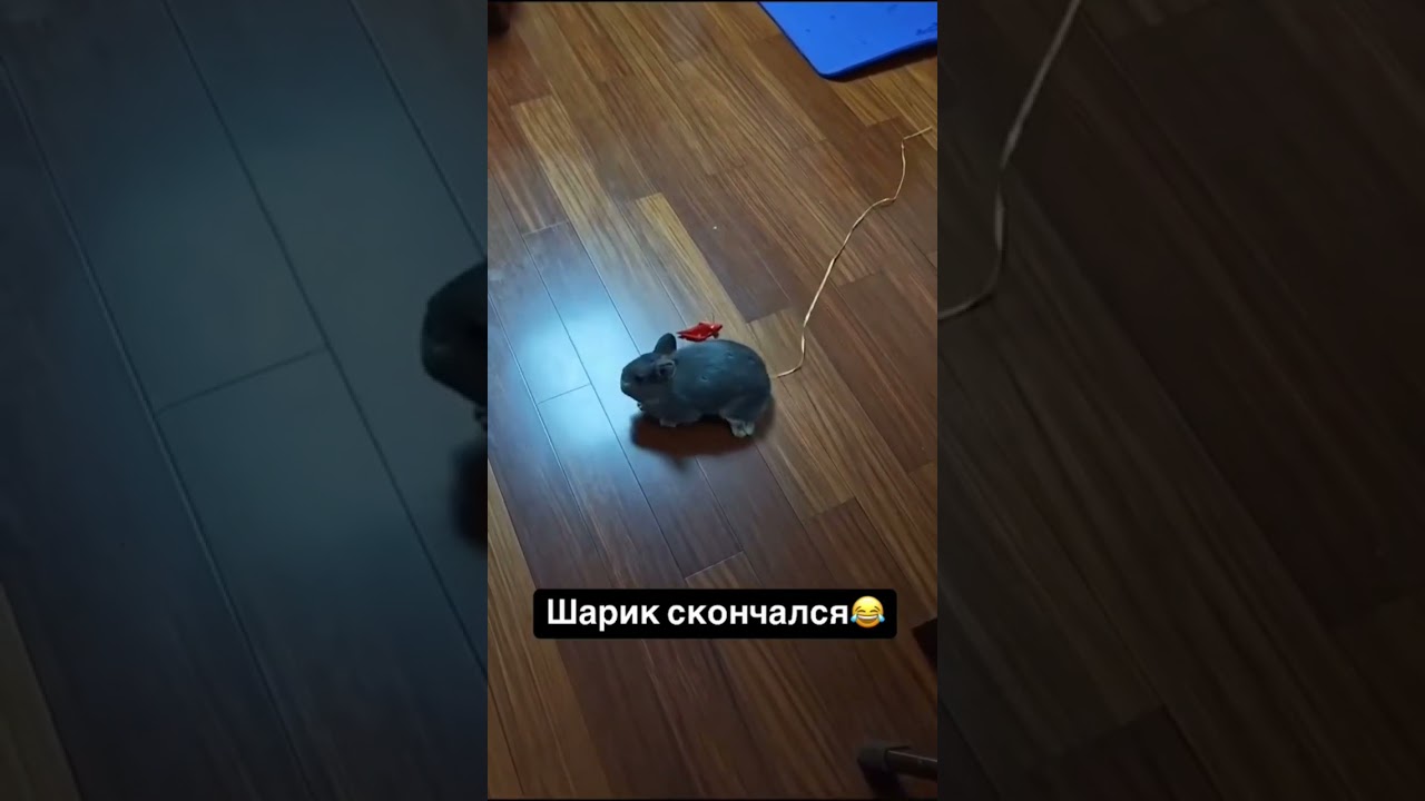 бедный шарик