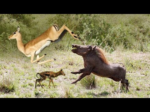 Unbelievable Warthog Attacks And Eats Baby Gazelle Was Just Born