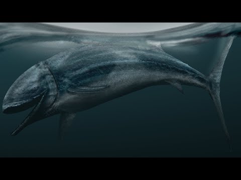 The Largest Fish To Ever Evolve