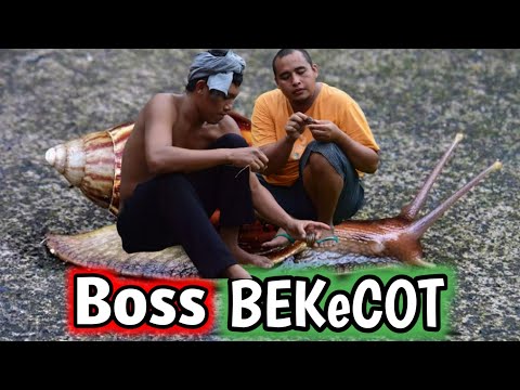 usaha-bekicotkomedi-balilawak-bali
