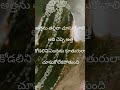 Lifequotesintelugu Motivation Quotes Quotesaboutlife Motherinlaw Daughterinlaw Sisterinlaw