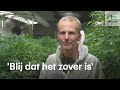 Voor het eerst legale wietteelt in Nederland