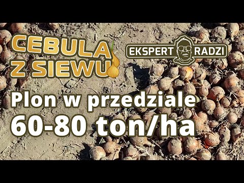 Cebula z siewu plonuje w granicach 60-80 ton/ha - Piotr Borczyński
