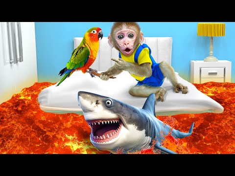 KiKi Monkey challenges with parrot facing The Floor Is Lava to do mission | KUDO ANIMAL KIKI