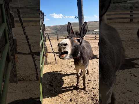 Funny donkey 😂#animals #pets #farm #funny #funnyanimals #donkey #cute
