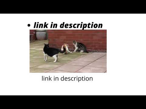 angry cats fighting with each other