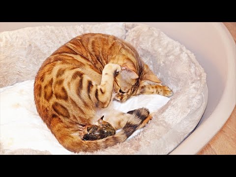 Pregnant Bengal Cat Dreamcatcher Giving Birth to 1 Kitten
