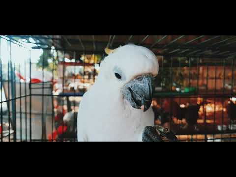 #Cat #pets #vlog #mani koodaram