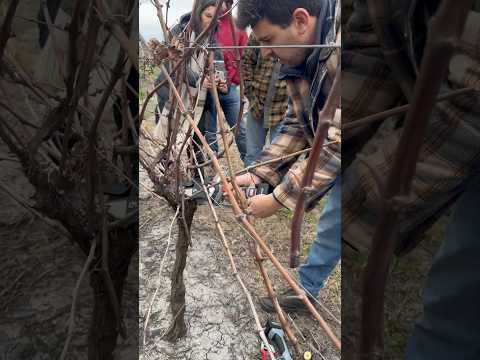 Corte con sierra en poda de viñedo. Capacitación en Las Violetas, Canelones, Uruguay.