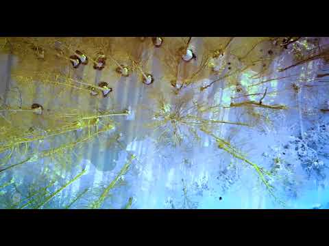 Snowmageddon 2018 - Virginia Beach -The Day After