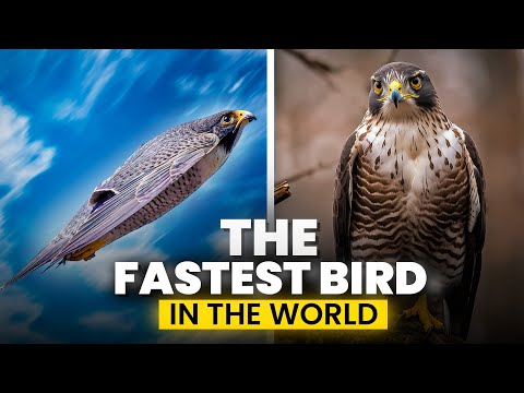The Fastest Animal on Earth - The Peregrine Falcon