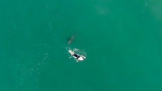 Pro Surfer Matt Wilkinson Narrowly Escapes 1.5-Meter Great White Shark Attack