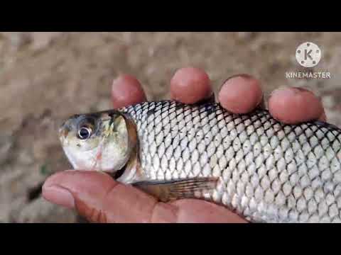 PESCARIA BRABA😲😲 AQUI EM LAGOA DE DENTRO PB SEVERINO FILHO DO NORDESTE 
