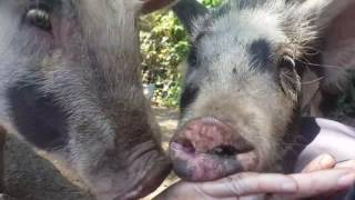 Pigs listening to Moby while rooting and relaxing.