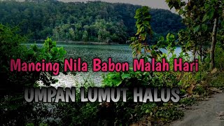Download lagu Mancing ikan nila babon Malam hari‼️di dampingi para suhu mp3 Download lagu Mancing ikan nila babon Malam hari‼️di dampingi para suhu mp3