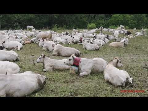 MANDRIA DI MUCCHE A RIPOSO IN ALPEGGIO A VERNANTE. (CN) DOM. 20 - 6 - 2021.