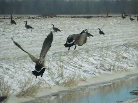 Canadian Geese Flying in Slow Motion