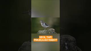 Download lagu The Sandpiper! The Tiny Beach Explorer with a Thousands-of-Kilometers Journey#shorts mp3