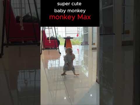 monkey max walking looks funny #monkey #funnyanimal #Short