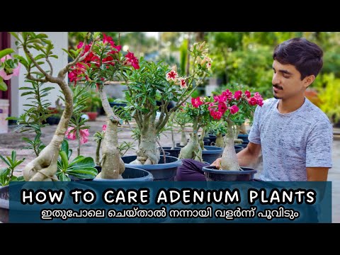 Adenium Plant Detailed care | Tips for healthy growth and flowering | നന്നായി വളർത്താം