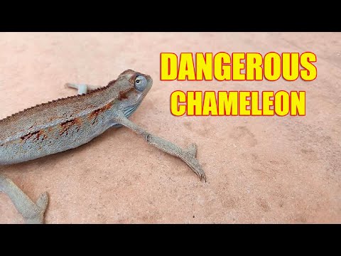 Onno Ayitibwa Nawolovu mu Luganda ( Chameleon )