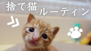 【事件】世界で一番可愛い捨て猫を拾ってしまいました((((；ﾟДﾟ)))))))ｶﾞｸｶﾞｸ