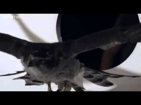 Goshawk Flies Through Tiny Spaces In Slow Motion