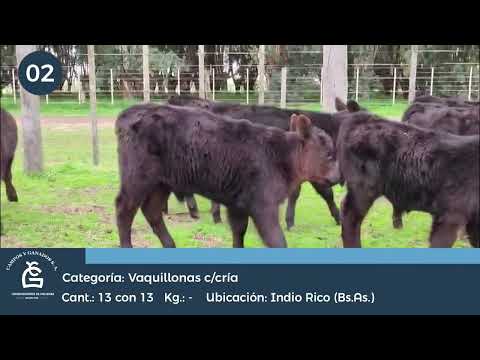 Lote VQ C/ CRIA - INDIO RICO BS AS