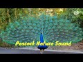 Peacock Sms Ringtone Peacock Ringtone Sms Ringtone