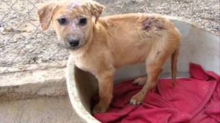 MC MALICK : SAUVONS LES GALGOS