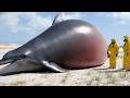 This dolphin exploded! DEFAULT Thumbnail