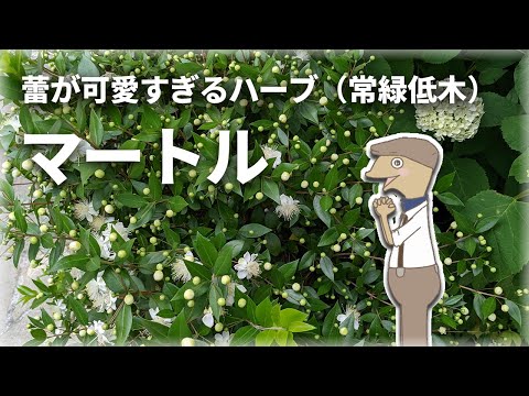 園芸 ギンバイカの葉のミルクワート、Polygala myrtifolia