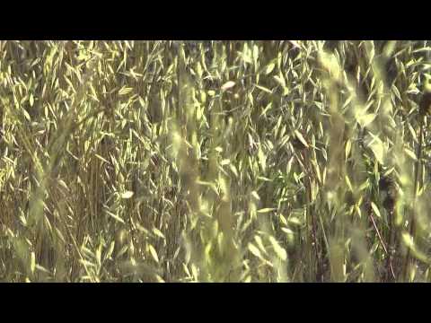 JORGE HERRERA ROGERS - Comunicandonos