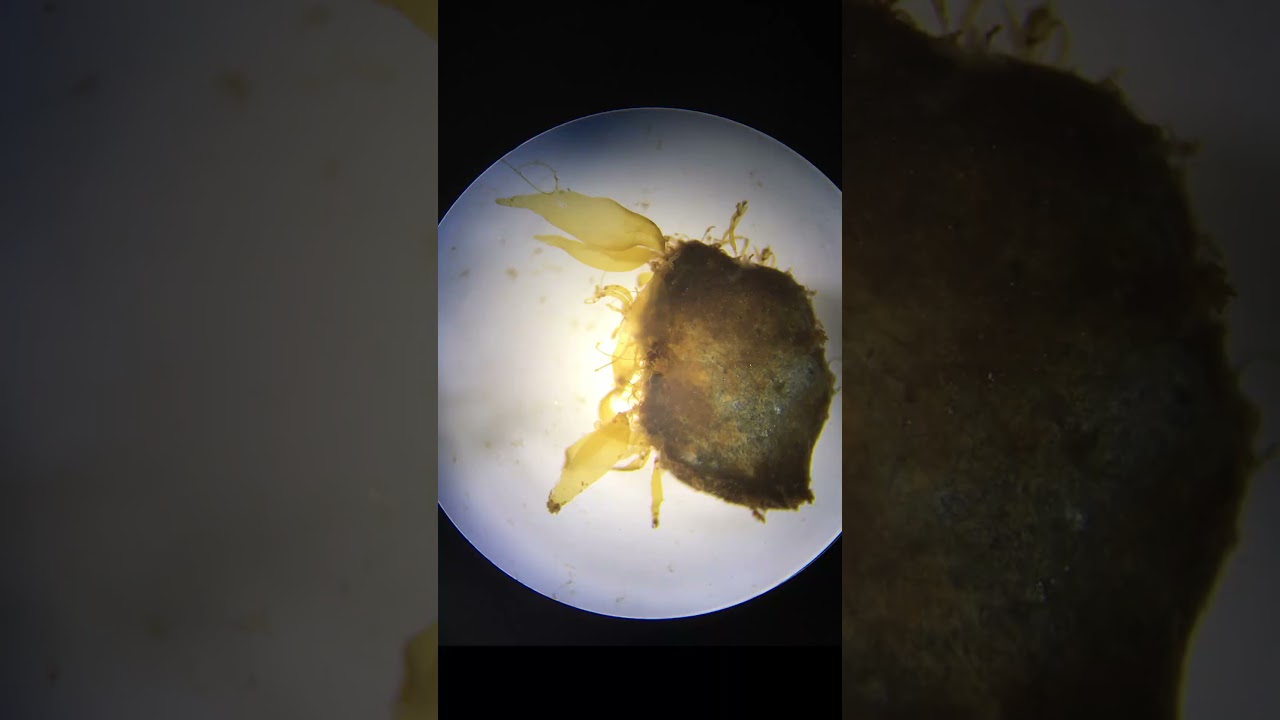 Ocean Wise_Kelp are the Lungs of the Planet Teaser (9X16)