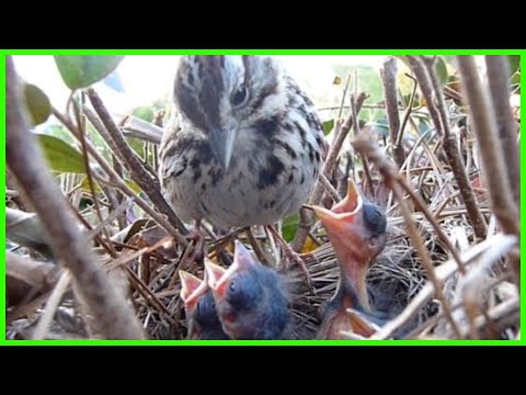 9 DAYS IN THE NEST - Baby Birds fom Egg to Fledgling a Compilation