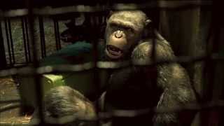 Dawn of the Planet of the Apes - Bridge Piece  [HD]